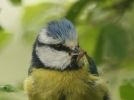 bluetit2.jpg