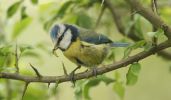 bluetit5.jpg