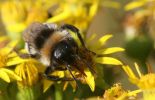 bufftailed-bee.jpg