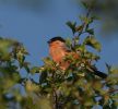 bullfinch2.jpg