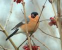 bullfinch3.JPG