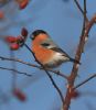 bullfinch~0.jpg