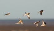 bunts-and-twite.jpg