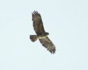 buzzard3.jpg