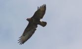 buzzard~0.jpg