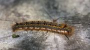 caterpillar2.jpg