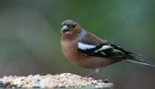 chaffinch.jpg