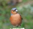 chaffinch2.jpg