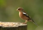 chaffinch3.jpg