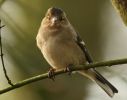 chaffinch~0.jpg