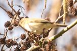 chiffchaff.jpg