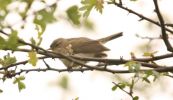 chiffchaff2.jpg