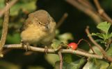 chiffchaff2~0.jpg