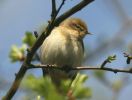 chiffchaff3.jpg