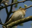 chiffchaff4.jpg