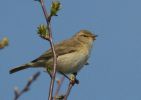 chiffchaff5.jpg