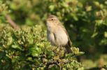 chiffchaff~0.jpg