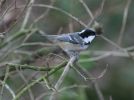 coal-tit~0.jpg