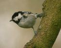 coaltit2.jpg