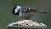 coaltit2~0.jpg