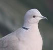 collared_dove.jpg