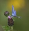 common-blue2.jpg