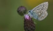 common-blue3.jpg