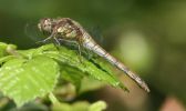 common-darter.jpg