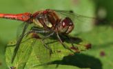 common-darter~0.jpg