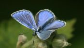 common_blue.jpg