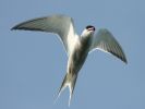 common_tern.jpg