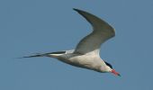 common_tern~0.jpg