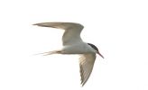 commontern~2.jpg