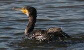 cormorant3a.jpg