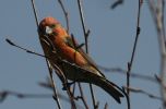 crossbill-male5.jpg