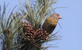 crossbill.jpg