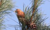 crossbill2.jpg