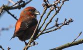 crossbill6.jpg