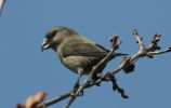 crossbill~0.jpg