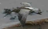 curlew-in-flight2a.jpg