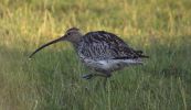 curlew.jpg