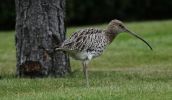 curlew4a.jpg