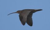 curlew~0.jpg