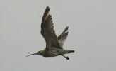 curlew~1.jpg