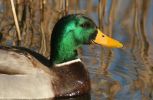 drake_mallard.jpg