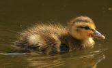 duckling1.jpg