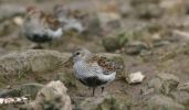 dunlin~1.jpg