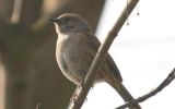 dunnock.jpg