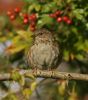 dunnock1.jpg