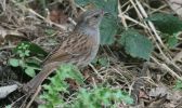 dunnock1~0.jpg